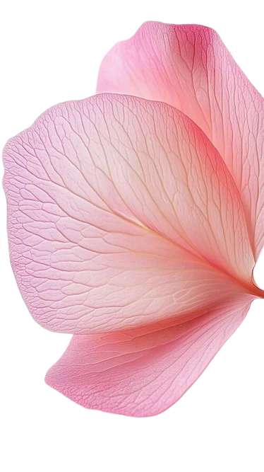 Close-up_of_a_petal_with_pink_petals_against_a_white_background_-_Zwin-removebg-preview